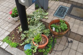 植木|鉢|観葉植物|プランター